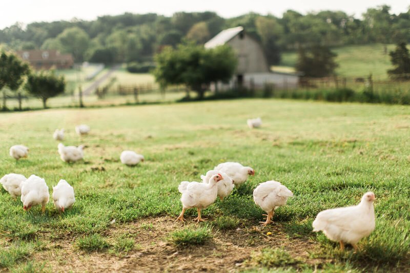 Image: Découvrez le Jeu de Casino Enligne Chicken Road, Jouez Grâce à Un Demo