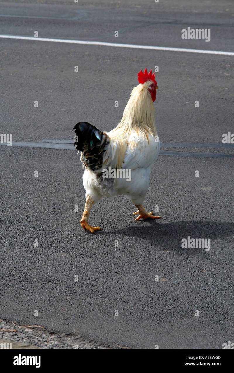 Explore chicken road game