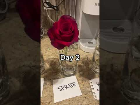 The Means To Naturally Revive Wilted Flowers